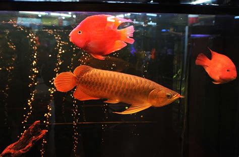 養紅龍|龍魚養殖：13種飼養技巧建議